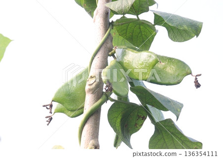 Edamame on plant in farm for harvest are cash crops Edamame on plant in farm for harvest are cash crops 136354111