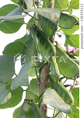 Edamame on plant in farm for harvest are cash crops 136354113