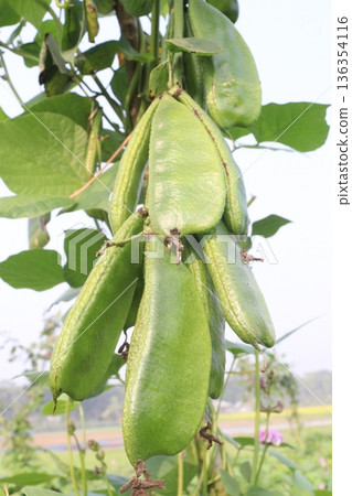 Edamame on plant in farm for harvest are cash crops Edamame on plant in farm for harvest are cash crops 136354116