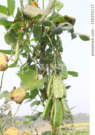 Edamame on plant in farm for harvest are cash crops 136354117