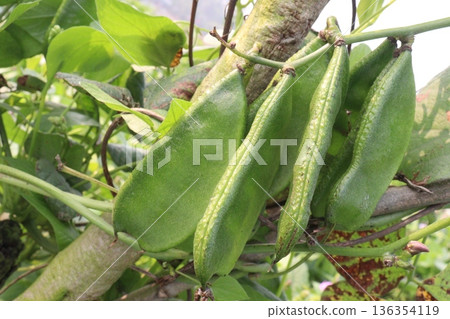 Edamame on plant in farm for harvest are cash crops Edamame on plant in farm for harvest are cash crops 136354119