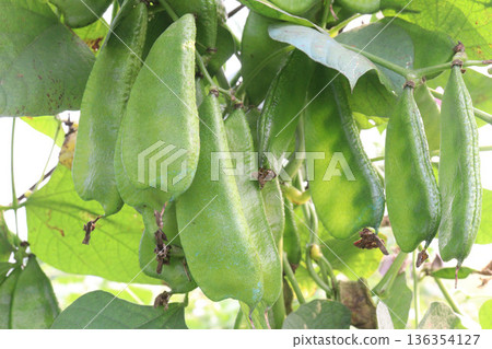 Edamame on plant in farm for harvest are cash crops Edamame on plant in farm for harvest are cash crops 136354127