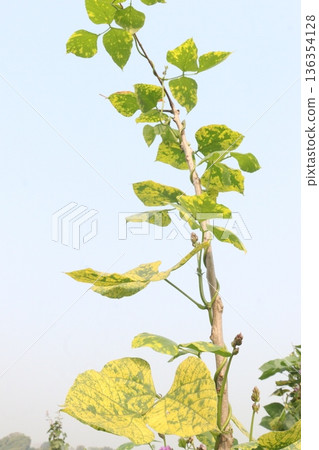 Edamame on plant in farm for harvest are cash crops Edamame on plant in farm for harvest are cash crops 136354128