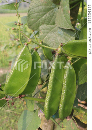 Edamame on plant in farm for harvest are cash crops Edamame on plant in farm for harvest are cash crops 136354135