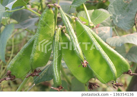 Edamame on plant in farm for harvest are cash crops Edamame on plant in farm for harvest are cash crops 136354136