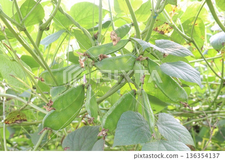 Edamame on plant in farm for harvest are cash crops 136354137