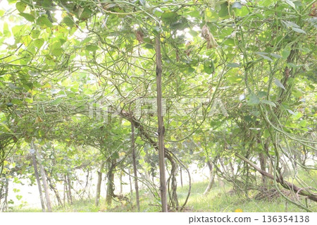 Edamame on plant in farm for harvest are cash crops 136354138