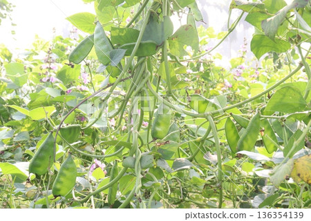 Edamame on plant in farm for harvest are cash crops 136354139