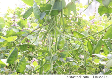 Edamame on plant in farm for harvest are cash crops Edamame on plant in farm for harvest are cash crops 136354140
