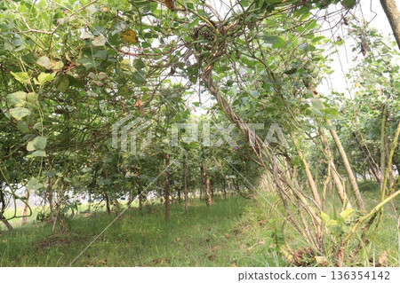 Edamame on plant in farm for harvest are cash crops Edamame on plant in farm for harvest are cash crops 136354142