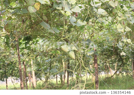 Edamame on plant in farm for harvest are cash crops Edamame on plant in farm for harvest are cash crops 136354146