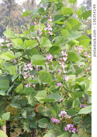 Edamame on plant in farm for harvest are cash crops Edamame on plant in farm for harvest are cash crops 136354149