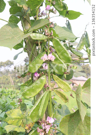 Edamame on plant in farm for harvest are cash crops Edamame on plant in farm for harvest are cash crops 136354152