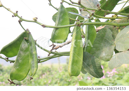 Edamame on plant in farm for harvest are cash crops Edamame on plant in farm for harvest are cash crops 136354153