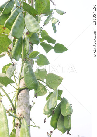 Edamame on plant in farm for harvest are cash crops Edamame on plant in farm for harvest are cash crops 136354156