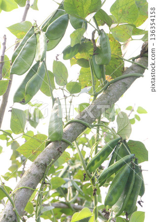 Edamame on plant in farm for harvest are cash crops Edamame on plant in farm for harvest are cash crops 136354158