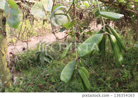 Edamame on plant in farm for harvest are cash crops Edamame on plant in farm for harvest are cash crops 136354163