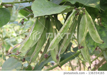 Edamame on plant in farm for harvest are cash crops Edamame on plant in farm for harvest are cash crops 136354165