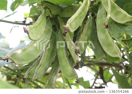Edamame on plant in farm for harvest are cash crops Edamame on plant in farm for harvest are cash crops 136354166