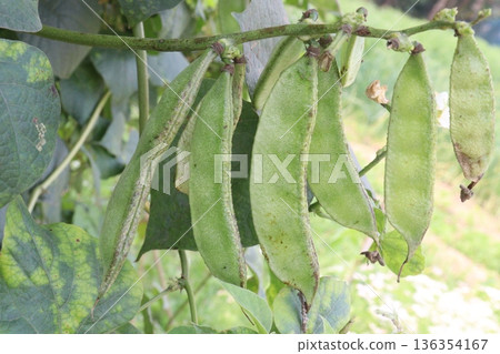 Edamame on plant in farm for harvest are cash crops Edamame on plant in farm for harvest are cash crops 136354167