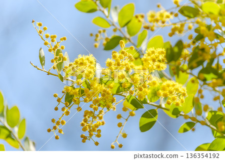 湛藍的天空映襯著鮮豔的黃色含羞草花。 136354192