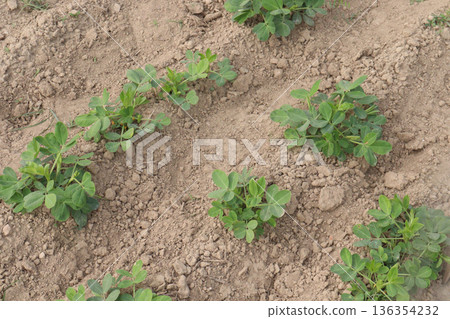 peanut tree closeup on farm are cash crops 136354232
