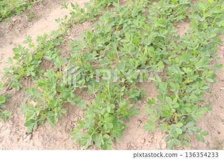 peanut tree closeup on farm are cash crops 136354233