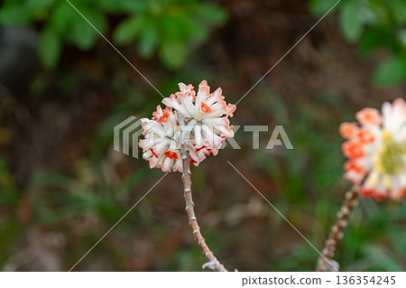 Red Mitsumata flowers and soft background 136354245