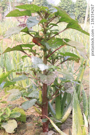green amaranth farm on field 136354267