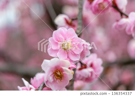 Pale pink double-flowered plum blossoms Pale pink double-flowered plum blossoms 136354337
