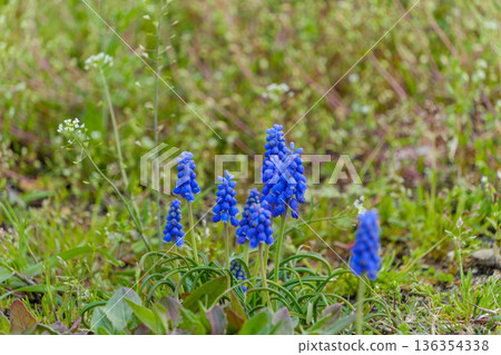 Blue muscari flowers blooming in a spring meadow Blue muscari flowers blooming in a spring meadow 136354338