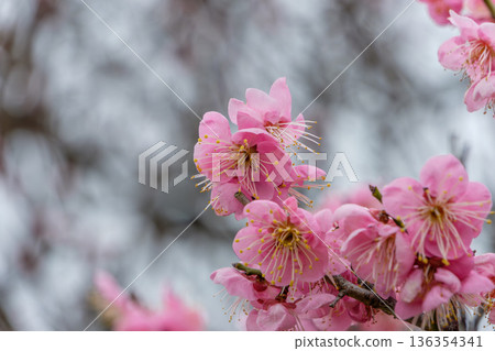 在碧藍的天空下，盛開著鮮豔的粉紅色梅花。 136354341