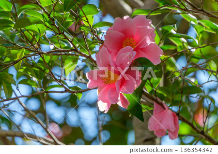 粉紅色的山茶花在陽光透過葉片灑下的光芒中閃閃發光。 136354342