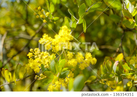 Mimosa flowers shining golden in the spring light Mimosa flowers shining golden in the spring light 136354351