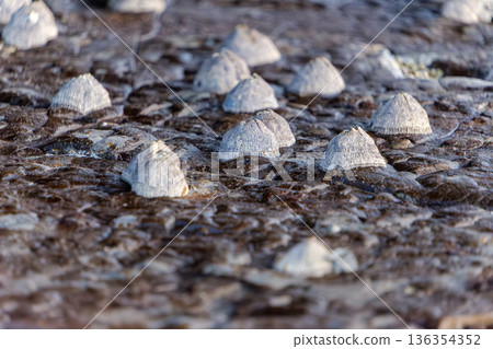生長在海岸岩石上的藤壺的紋理 生長在海岸岩石上的藤壺的紋理 136354352