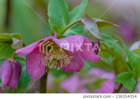 雨後，美麗的粉紅聖誕玫瑰沾滿了露珠。 136354354