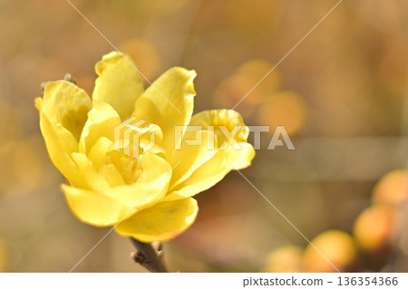 黃色的冬梅花 黃色的冬梅花 136354366