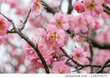 Densely blooming plum blossoms bathed in the spring light Densely blooming plum blossoms bathed in the spring light 136354373