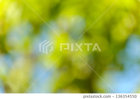 Beautiful circular bokeh background of fresh greenery with sunlight filtering through the trees Beautiful circular bokeh background of fresh greenery with sunlight filtering through the trees 136354550