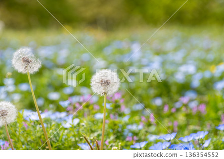 A spring flower field filled with dandelion fluff and nemophila 136354552
