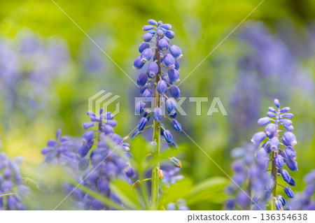 鮮豔的紫色風信子成簇盛開 鮮豔的紫色風信子成簇盛開 136354638