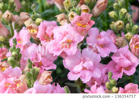 一簇美麗的淡粉紅色金魚草 136354757