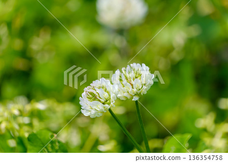 白三葉草在綠蔭間密密麻麻地盛開 136354758