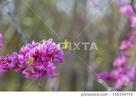 Redbud with deep pink flowers blooming all over the branches Redbud with deep pink flowers blooming all over the branches 136354759