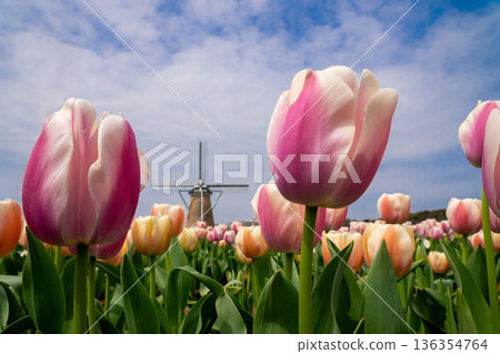 A tulip field with a windmill 136354764