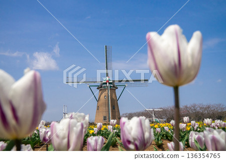A tulip field with a windmill 136354765