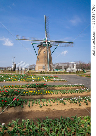 A tulip field with a windmill 136354766