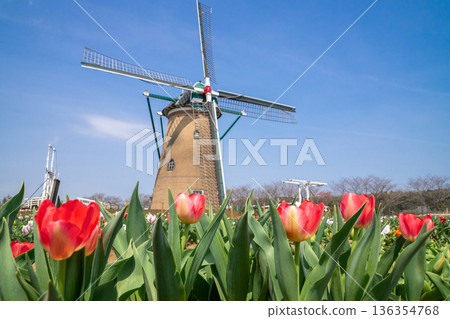 A tulip field with a windmill A tulip field with a windmill 136354768