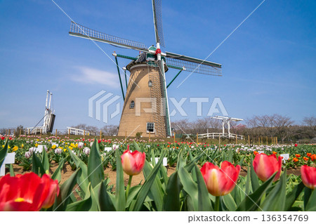 A tulip field with a windmill A tulip field with a windmill 136354769