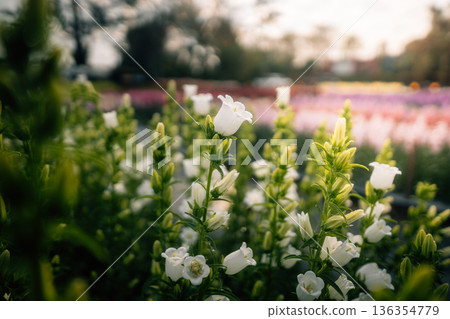 White flowers are blooming in the green bushes in the garden, bathed in the morning light. 136354779